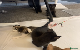 European cats for sale: Four Gorgeous Kittens Looking for Forever Homes - Image 17