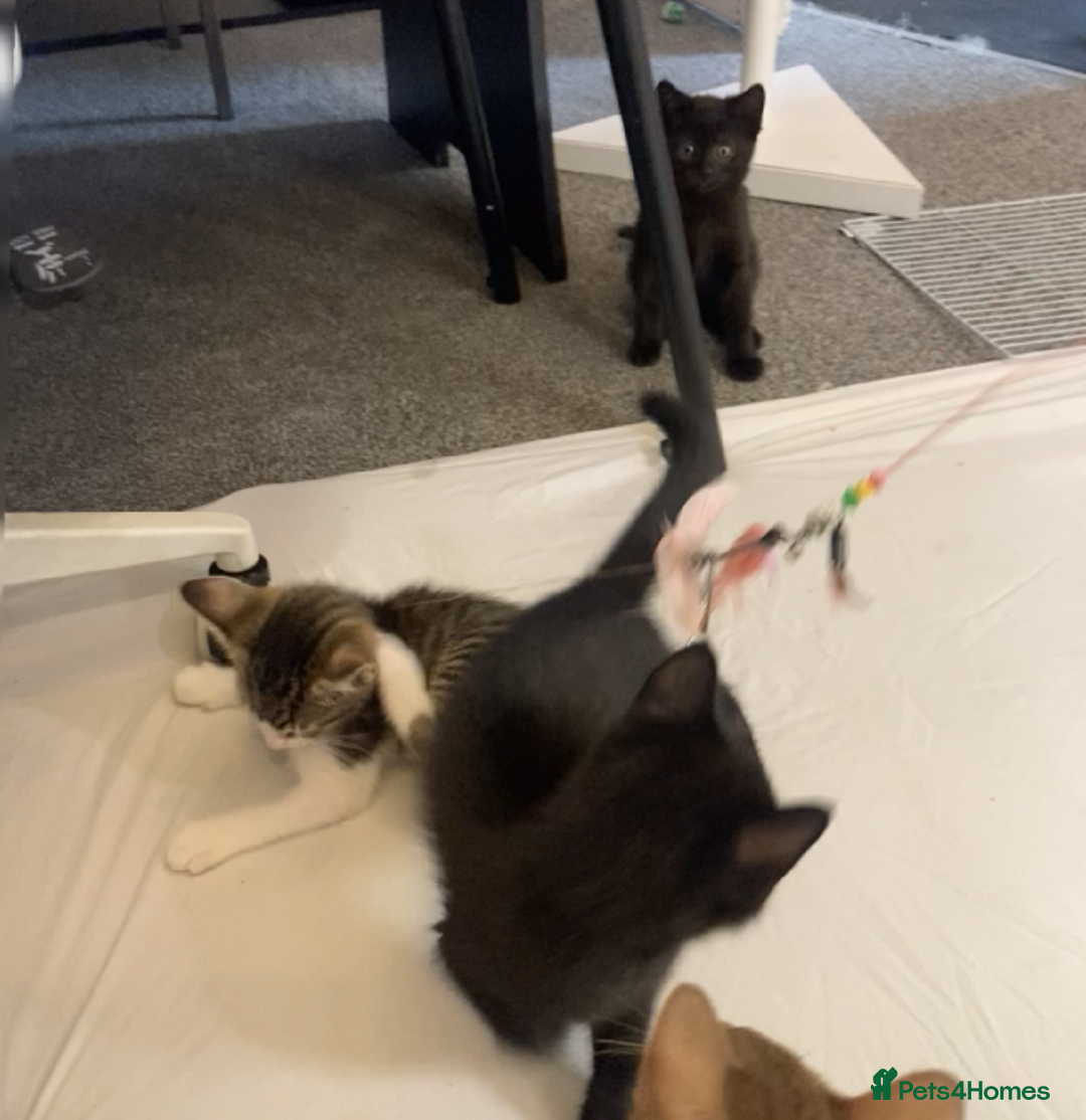 European cats for sale: Four Gorgeous Kittens Looking for Forever Homes - Image 17