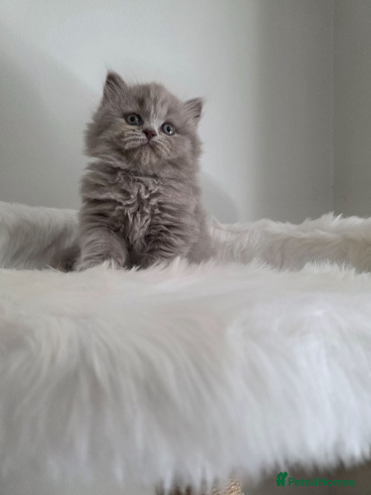 British Shorthair cats Champion 🏆 lilac female British Longhair  - Advert 4