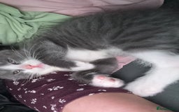 Mixed Breed cats for sale: This is tiny Tim last of the litter  - Advert 4