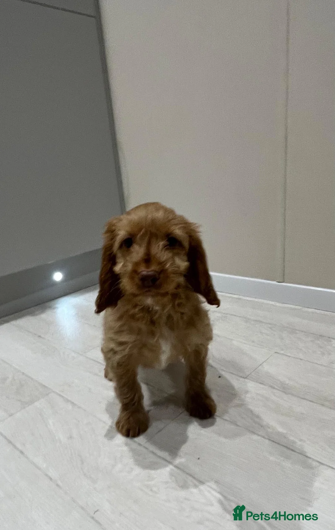 Cockapoo dogs for sale: Ready now unusual all types of colours - Advert 2