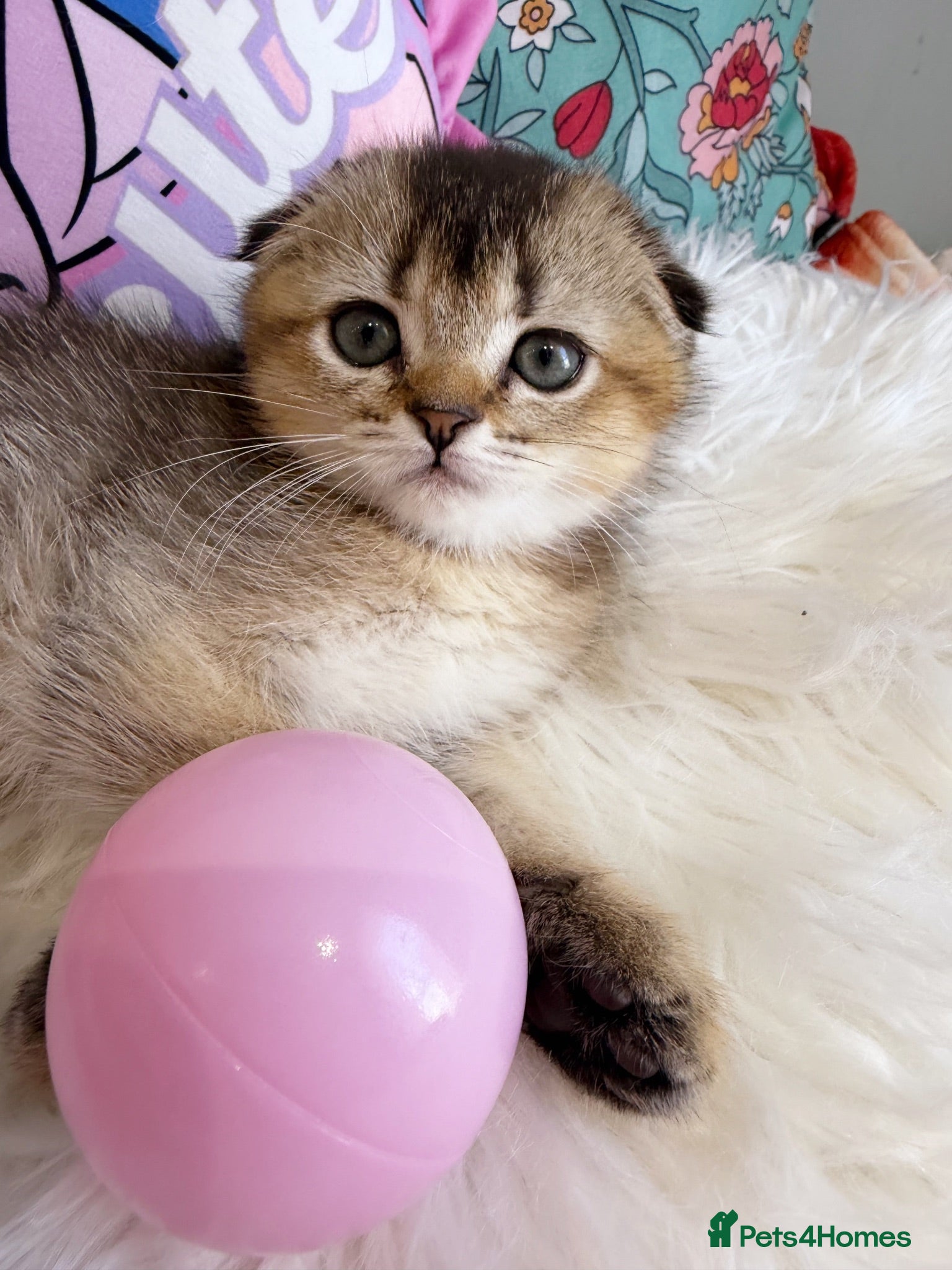 Scottish Fold cats 🐾 Stunning Scottish kitties 🐾 - Advert 2