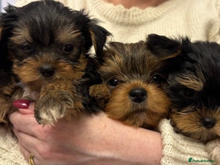 Yorkshire Terrier dogs for sale - Advert 1
