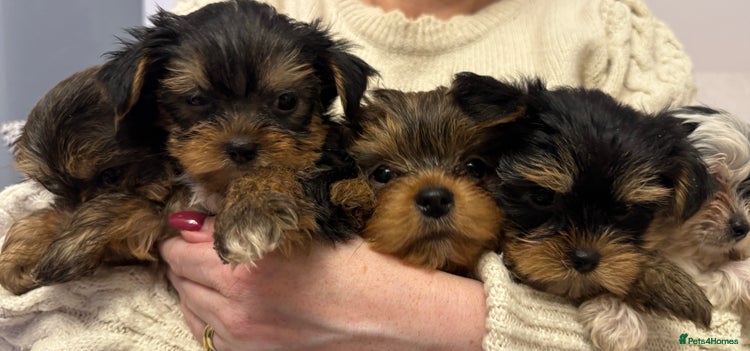 Yorkshire Terrier dogs - Advert 1