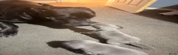 Mixed Breed dogs for sale: Staffordshire bull terrier X Cane corso puppies in Camberley - Advert 8