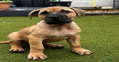 Presa Canario dogs - Advert 2