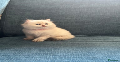 British Longhair cats - Advert 6