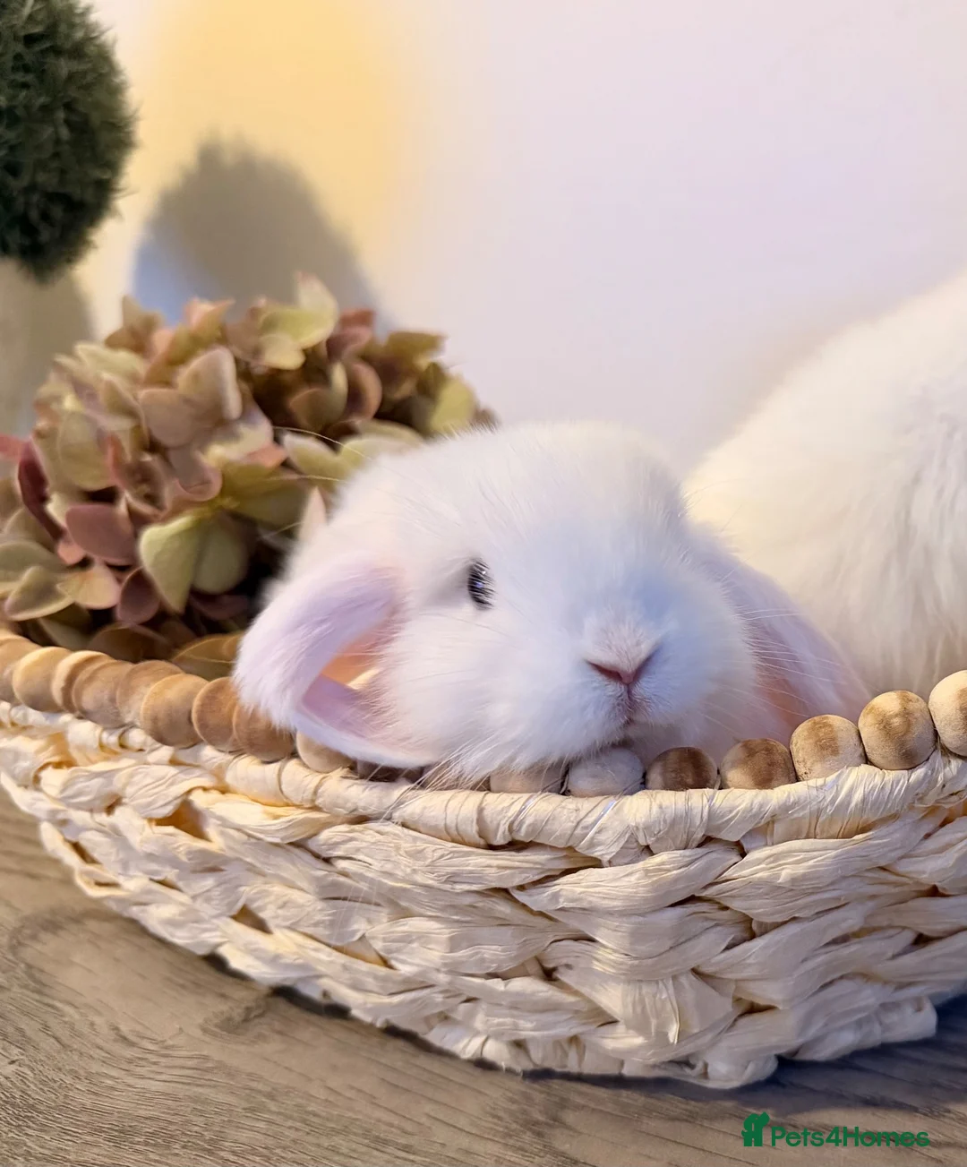 Lionhead rabbits for sale: Minilop babies - Lilacs £110 white £80 - Advert 27