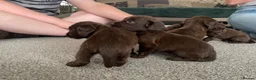 Sprocker dogs for sale: Sprocket Puppys  - Advert 7