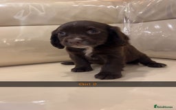 Cocker Spaniel dogs for sale: Cocker spaniel puppies  - Image 3