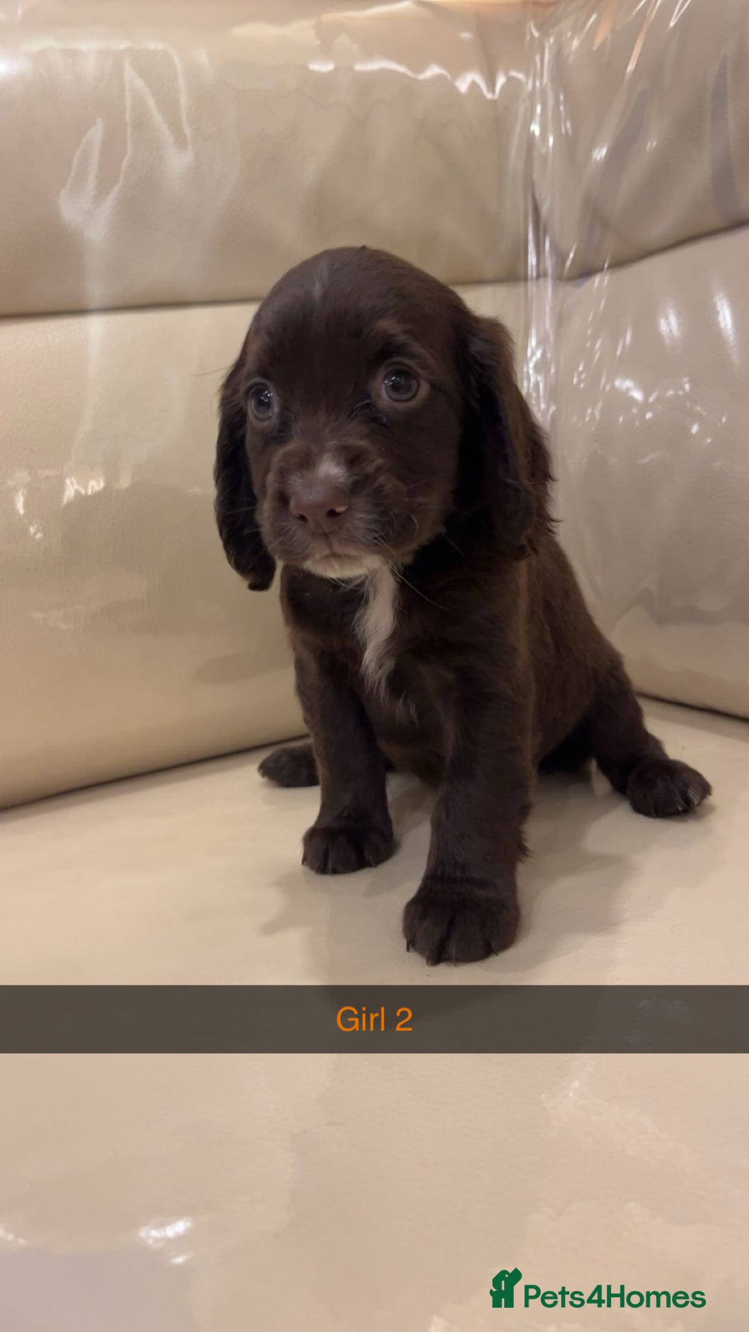 Cocker Spaniel dogs for sale: Cocker spaniel puppies  - Image 3