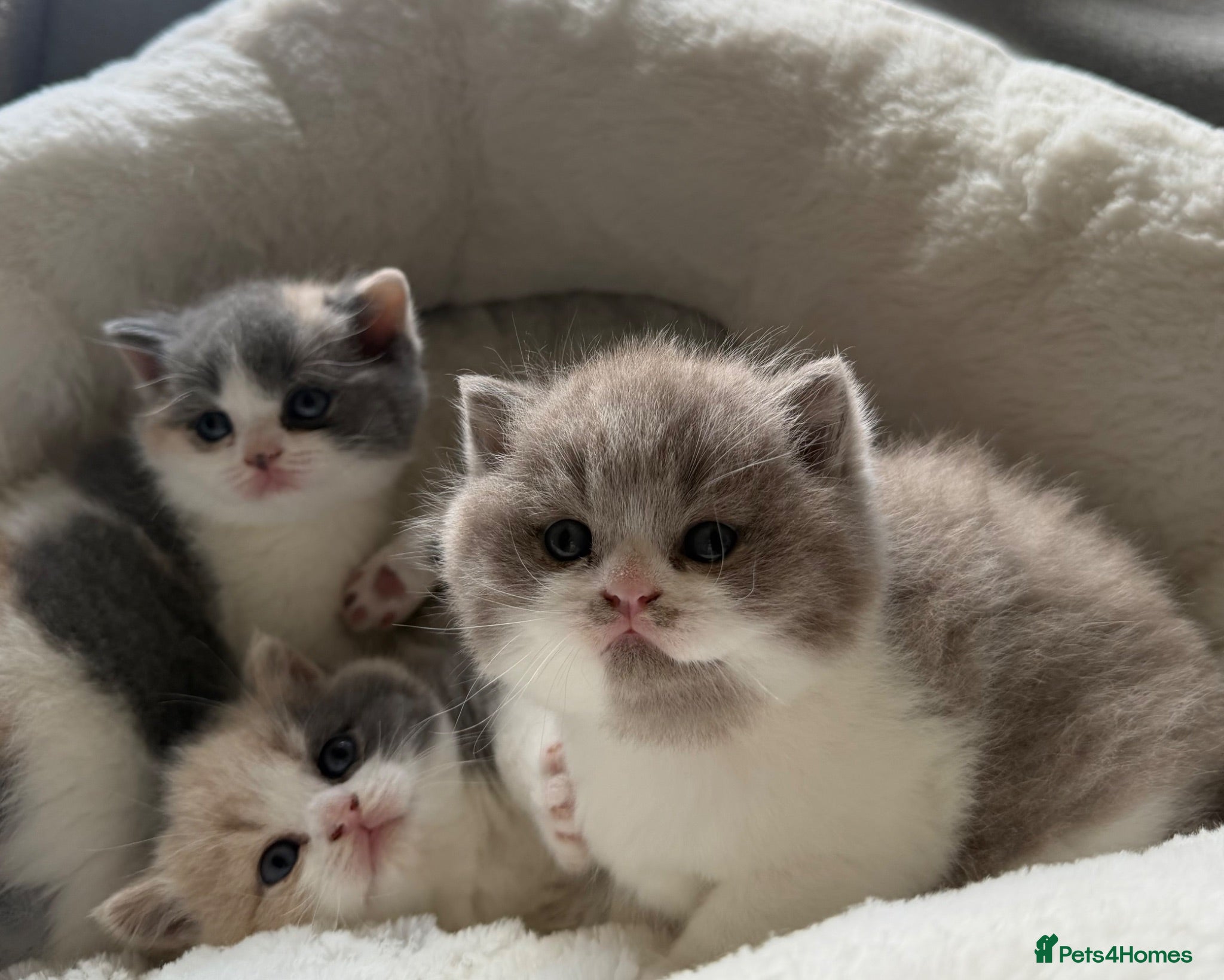 British Shorthair cats GCCF BSH Lilac Bilcolour chunky 🐱  - Advert 1