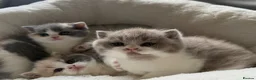 British Shorthair cats for sale: GCCF BSH Lilac Bilcolour chunky 🐱  - Advert 1