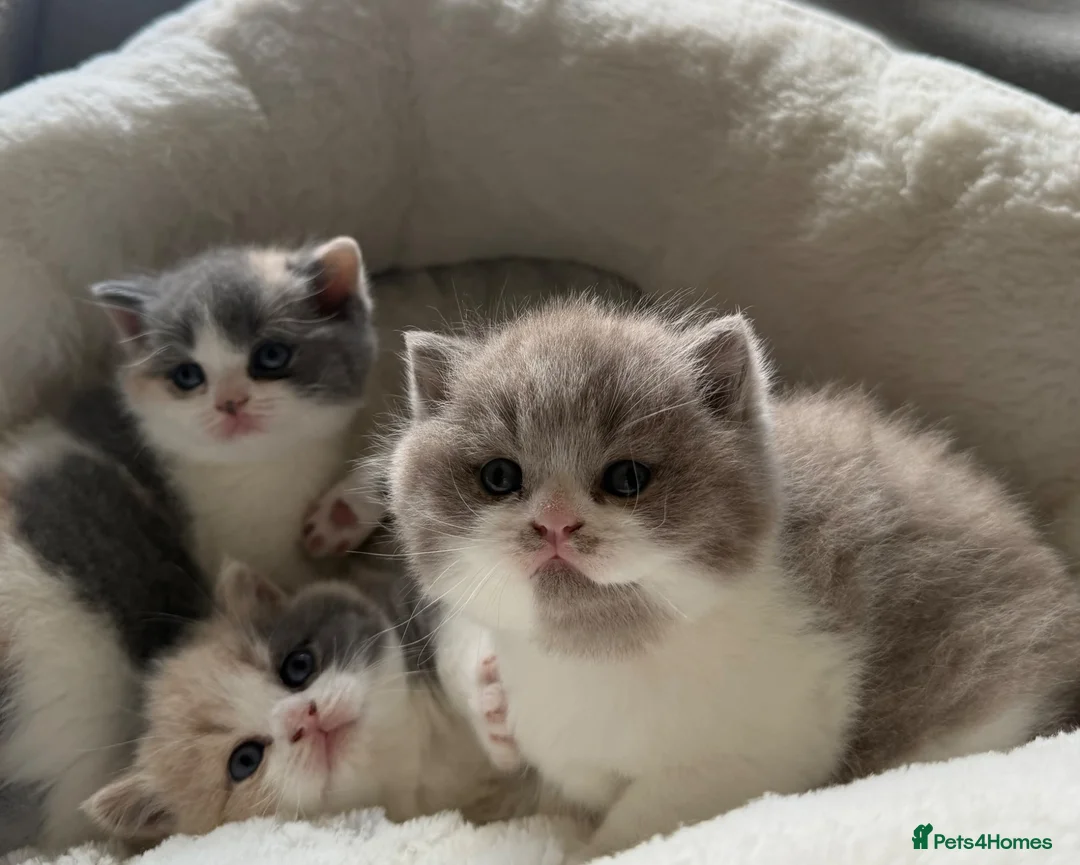 British Shorthair cats for sale: GCCF BSH Lilac Bilcolour chunky 🐱  - Advert 1