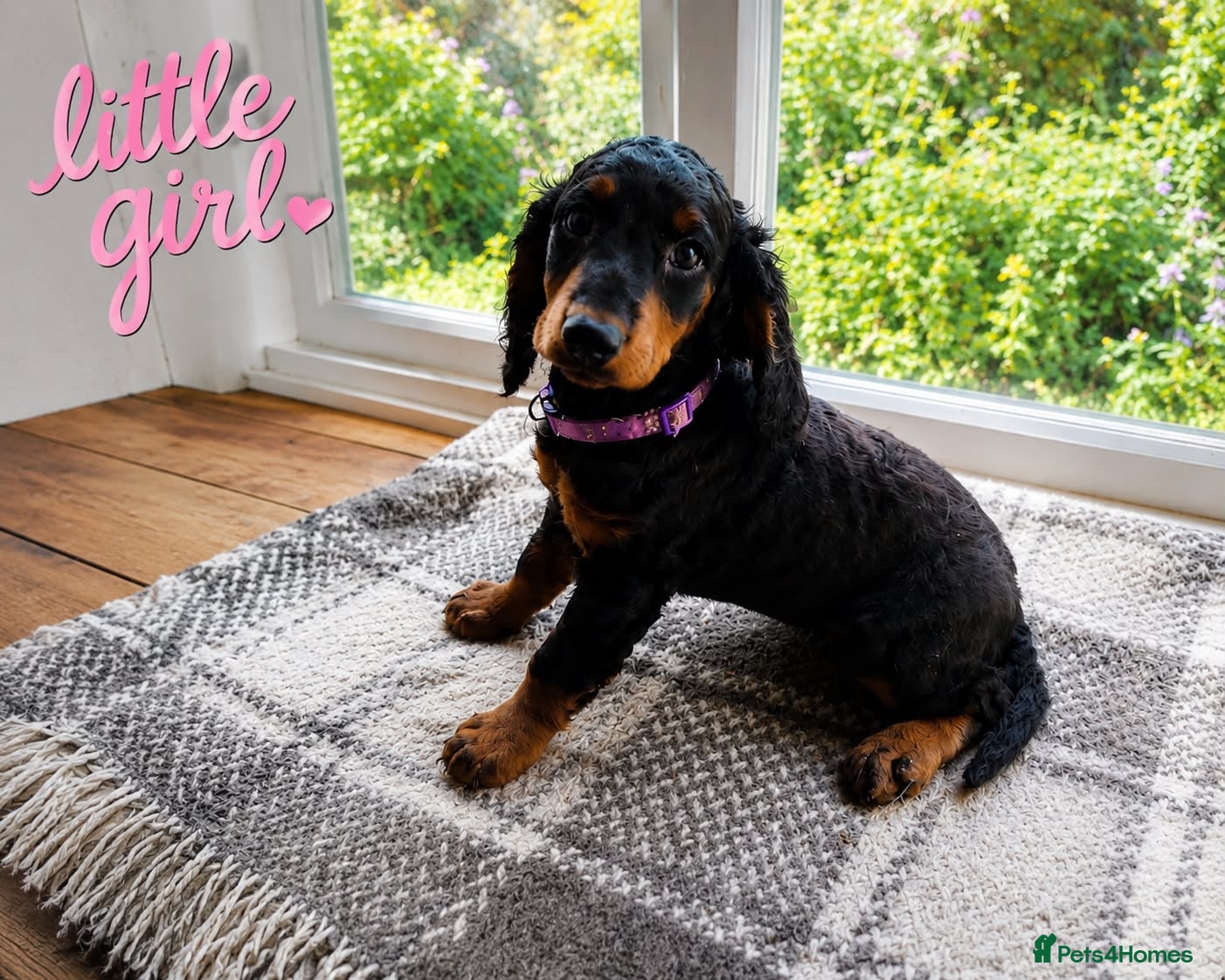Cockapoo dogs  Cockerpoo f2 Ready to leave (3 girls+3 boys - Advert 1