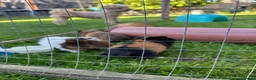 Guinea Pig rodents for sale: 3 bonded boys - Advert 6