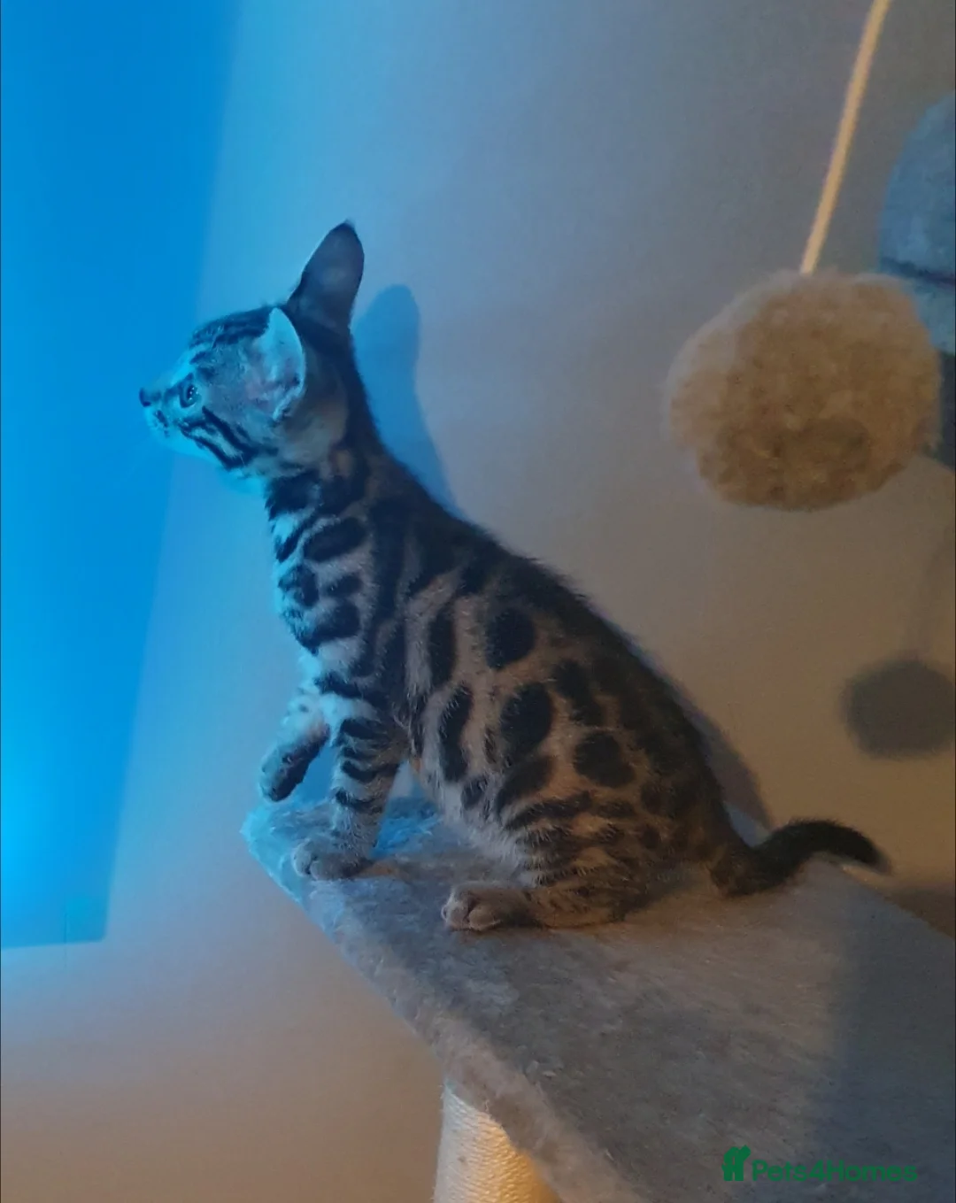 Bengal cats for sale: STUNNING BENGAL TABBY MIXED GIRL! - Advert 5