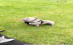 French Bulldog dogs for sale: Female French bull dog - Image 1