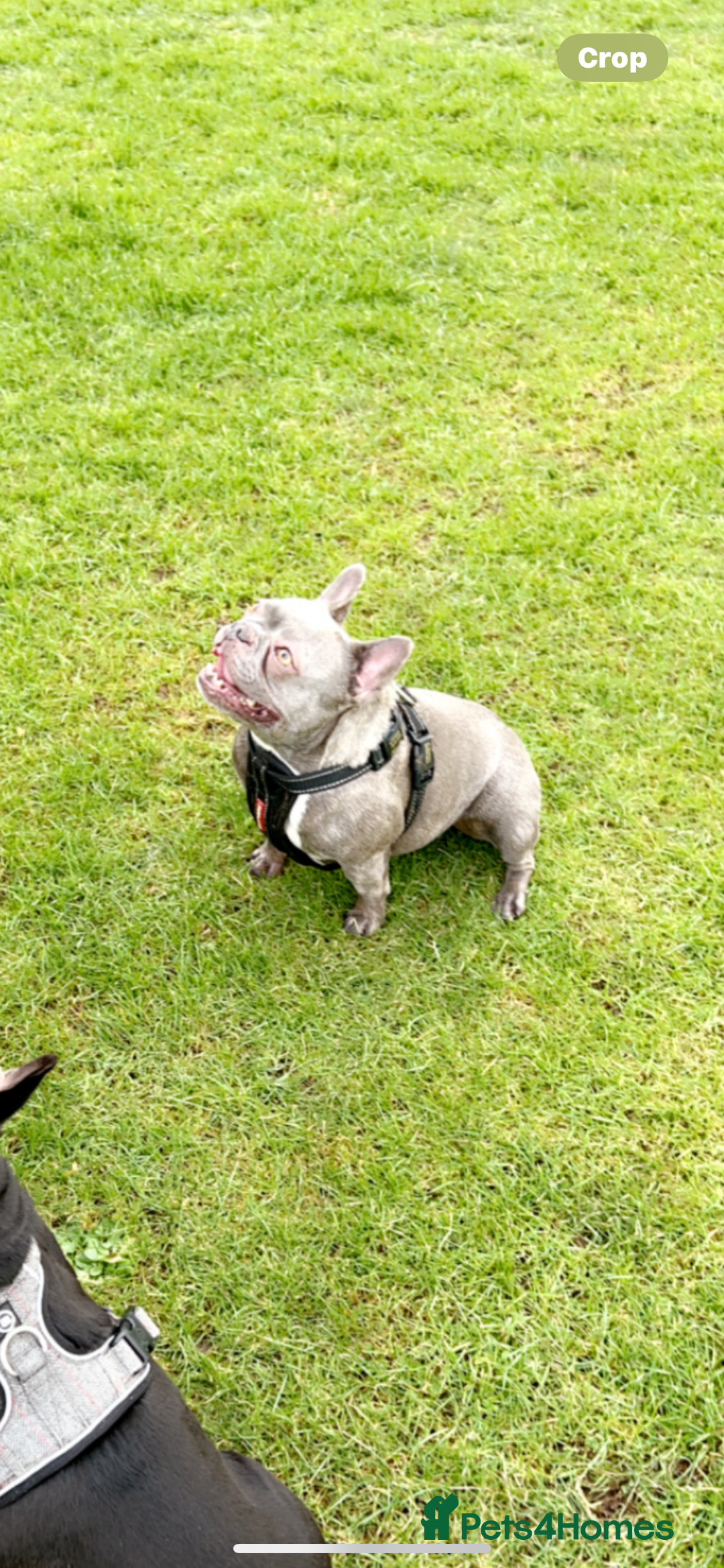 French Bulldog dogs for sale: Female French bull dog - Image 1
