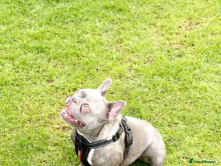 French Bulldog dogs - Advert 12