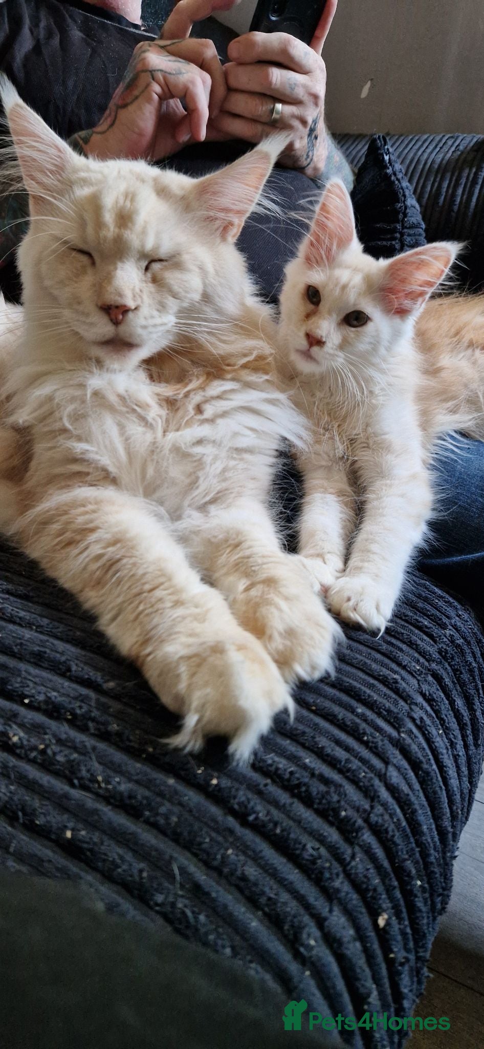 Maine Coon cats 2xmale 1 x Female maine coon kittens - Advert 10