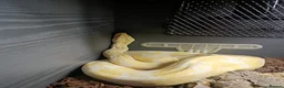 Boa Snake reptiles for sale: 3 years old Albino Red Tail Boa Constrictor  - Advert 2