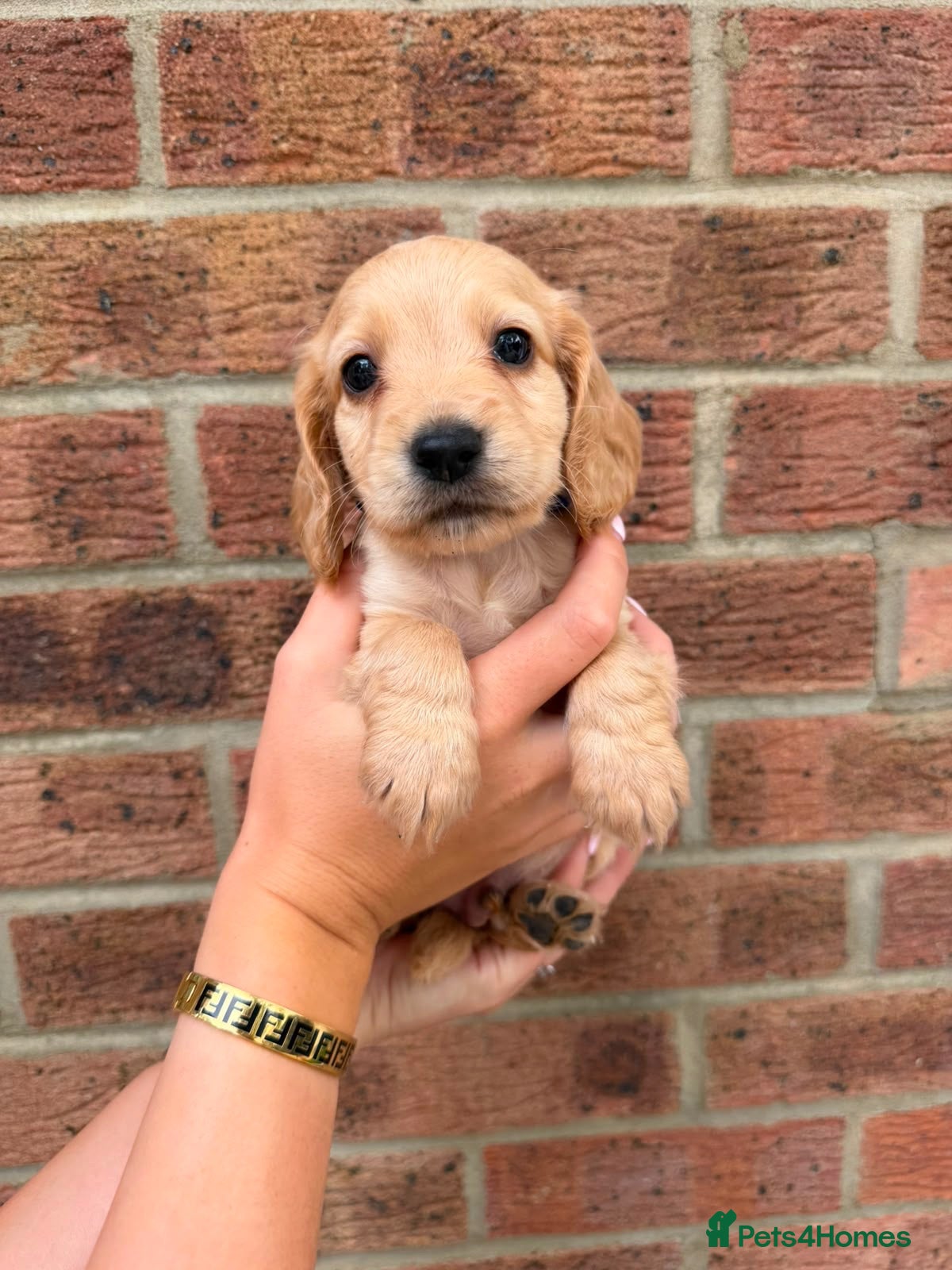 Cocker Spaniel dogs Cocker spaniel show puppy’s  - Advert 16