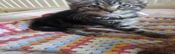 Mixed Breed cats for sale: Tabby cross persian kittens for sale  - Advert 9