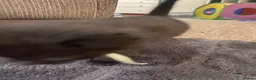 Mixed Breed cats for sale: Delta  in Plymouth - Advert 18