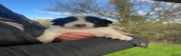 Border Collie dogs for sale: Beautiful Border Collie puppies  - Advert 33
