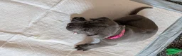 Cane Corso dogs for sale: 8 Beautiful Cane Corso Pups - Advert 9