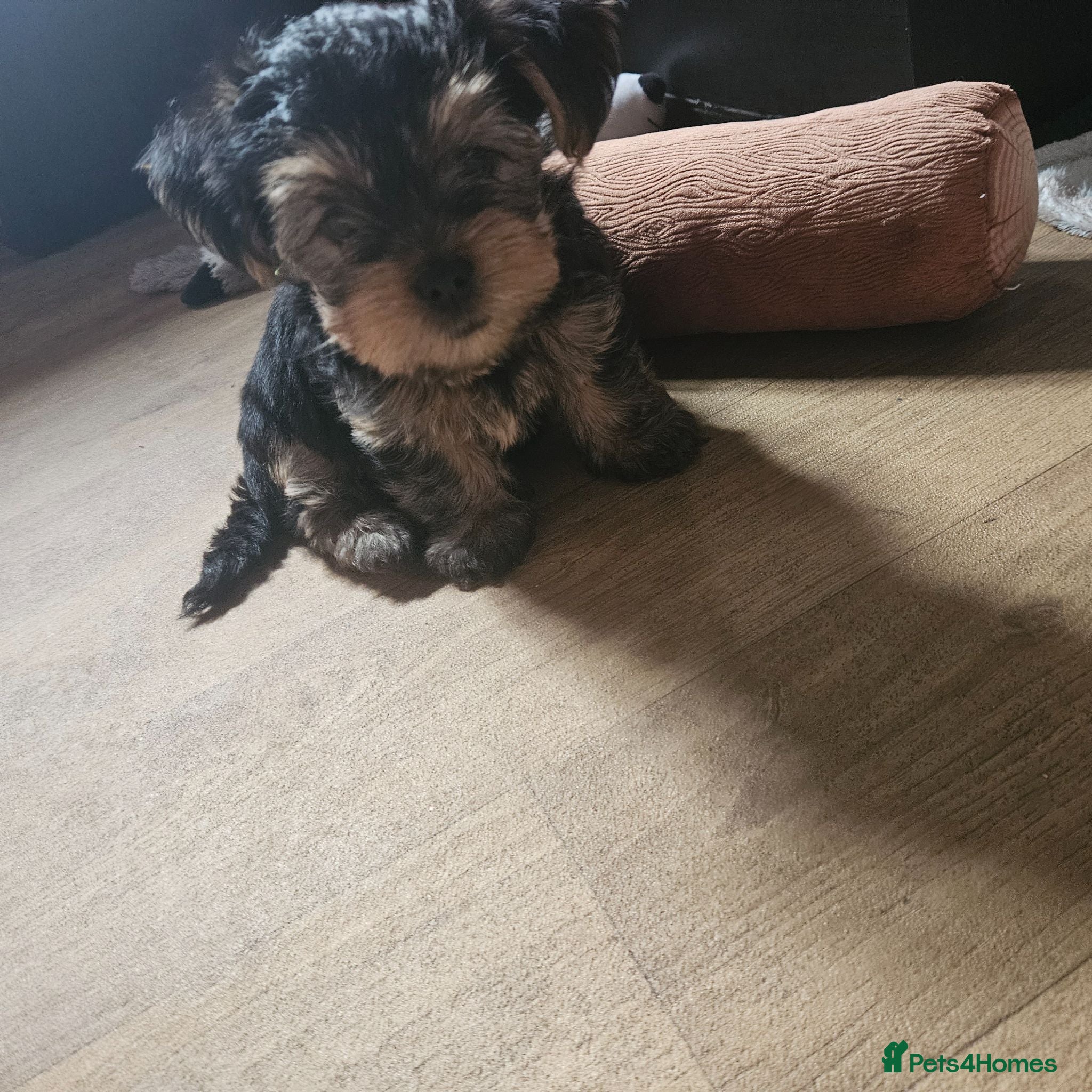 Mixed Breed dogs 2 mini yorkshire terrier x yorkshire terrier left - Advert 14