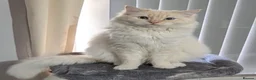 Ragdoll cats for sale: Beautiful Ragdoll  in Staines - Advert 1