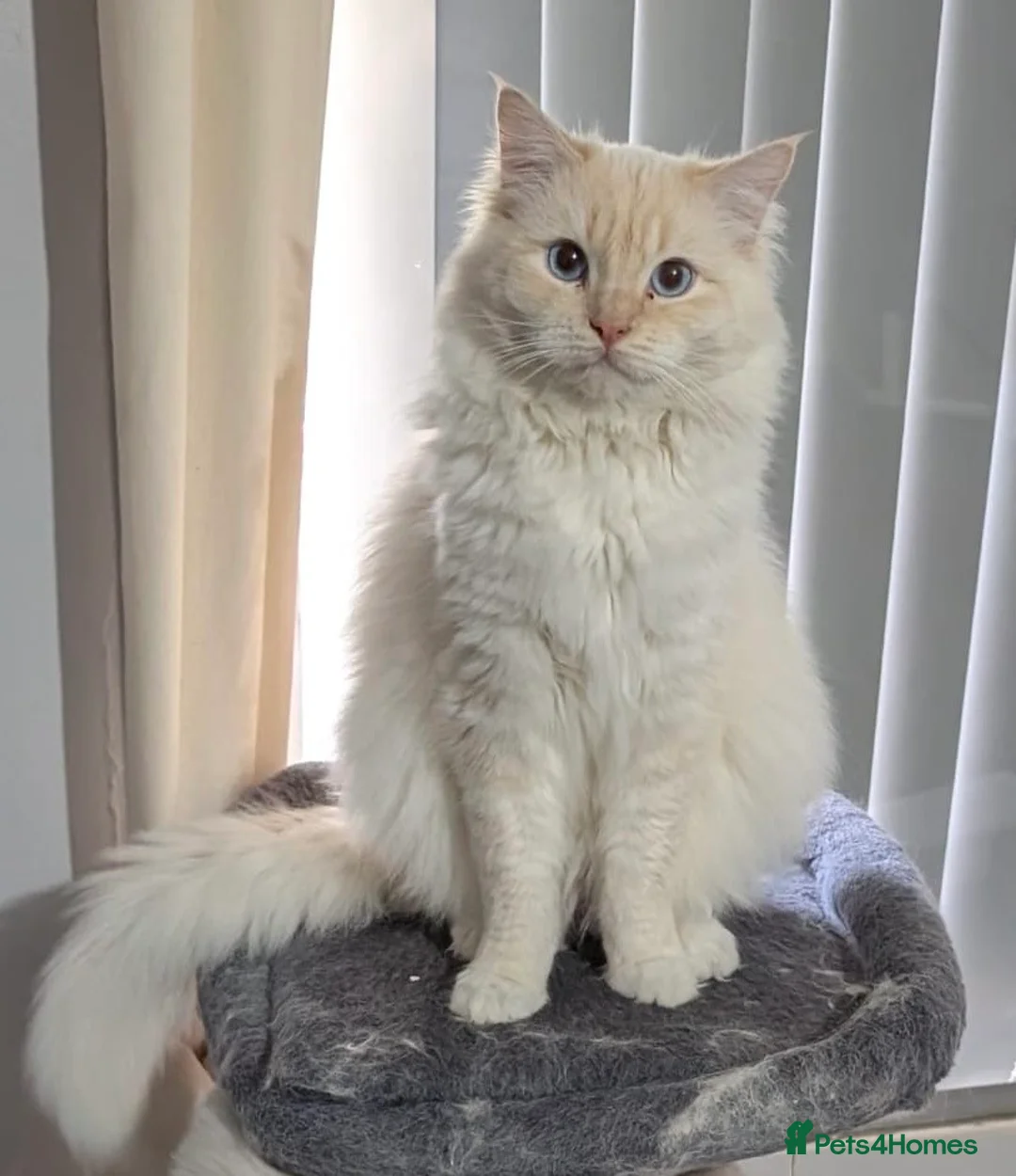 Ragdoll cats for sale: Beautiful Ragdoll  in Staines - Advert 1