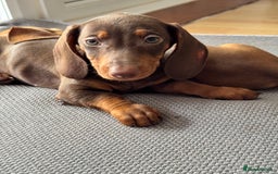 Dachshund dogs for sale: Beautiful puppies of standard dachshund  - Image 31
