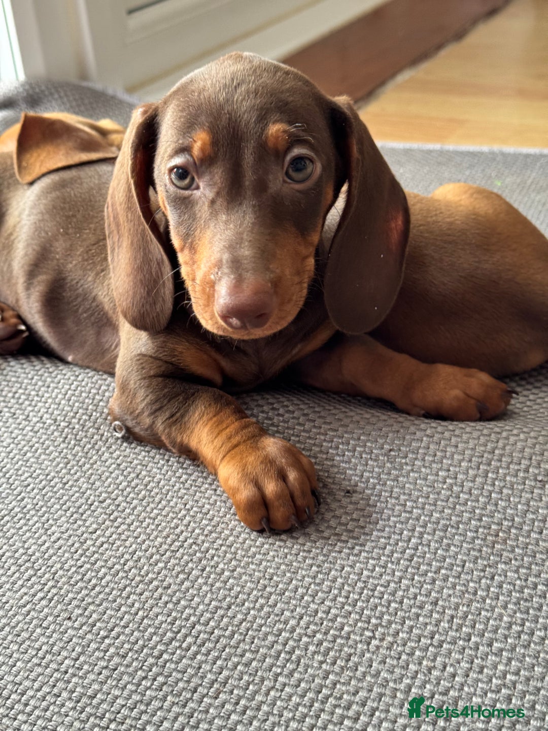 Dachshund dogs for sale: Beautiful puppies of standard dachshund  - Image 31