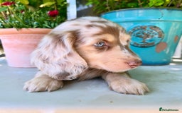 Miniature Dachshund dogs for stud: Dapple Piebald Stud 💫 carrying  cream   in Epsom - Image 32