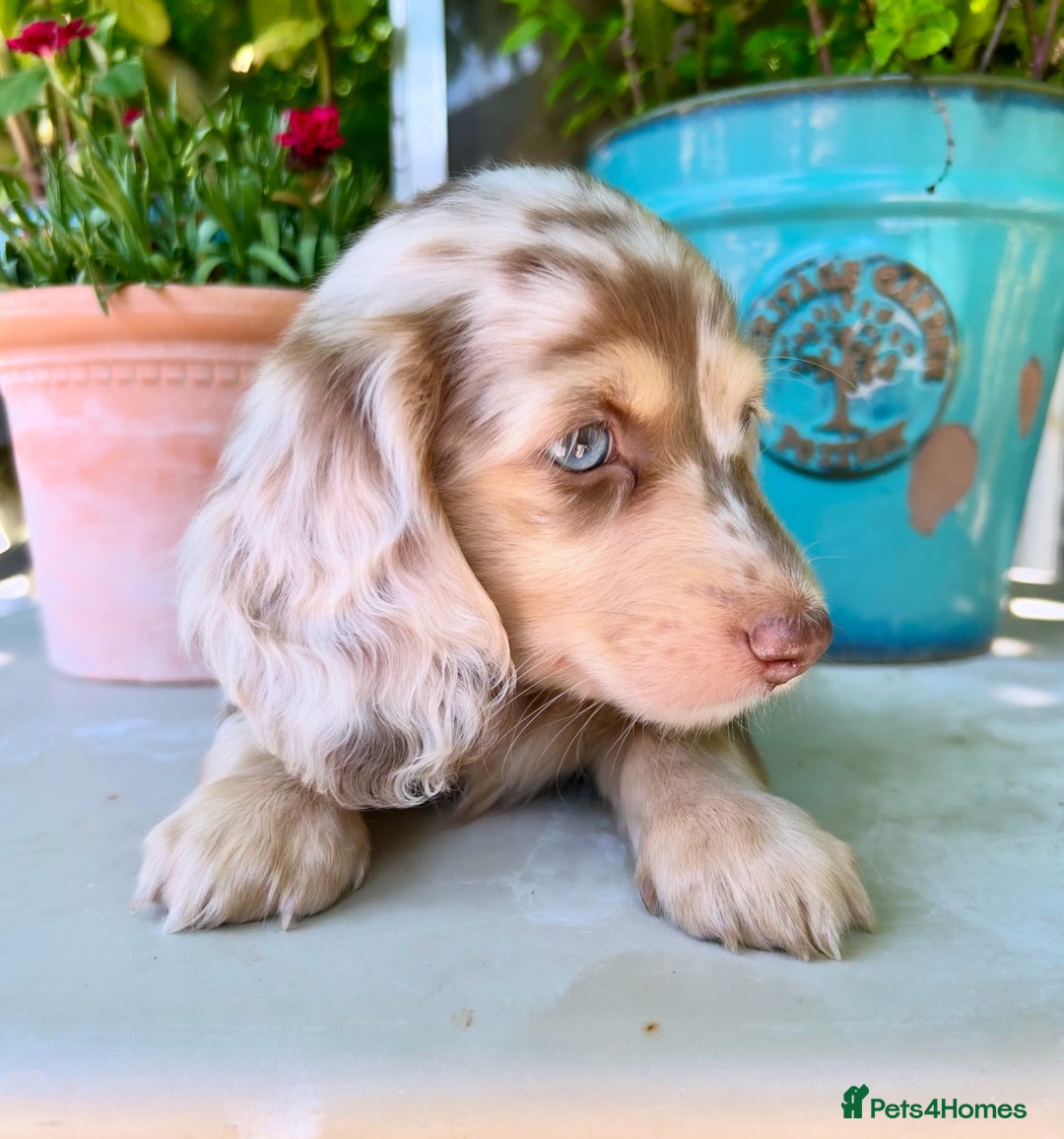 Miniature Dachshund dogs for stud: Dapple Piebald Stud 💫 carrying  cream   in Epsom - Image 32