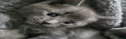Mixed Breed cats for sale: 2 loving playful kittens look - Advert 9