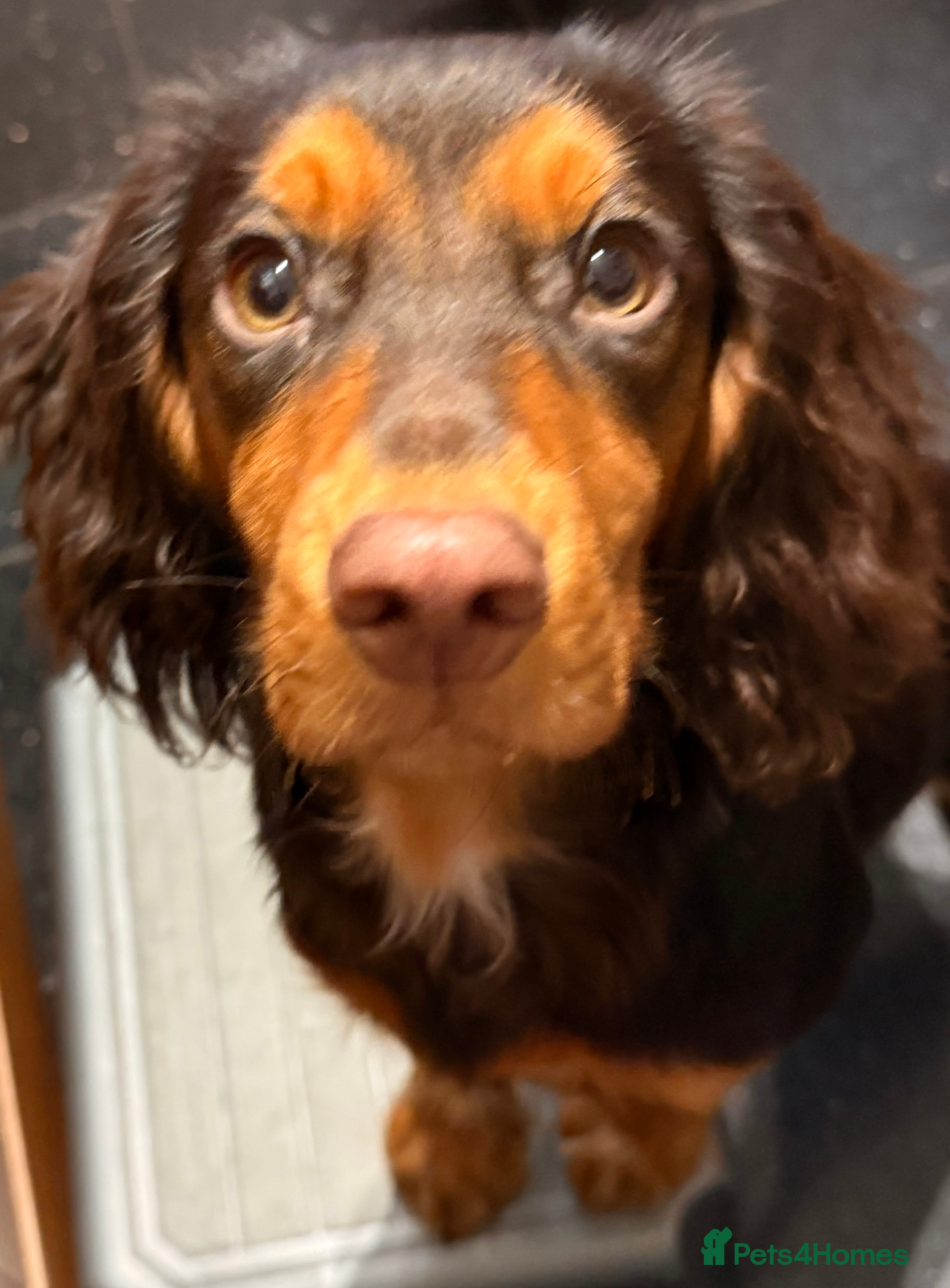 Cocker Spaniel dogs Working Cocker Spaniel - Advert 1