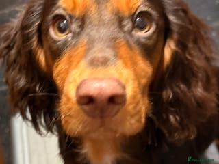 Cocker Spaniel dogs Working Cocker Spaniel - Advert 1