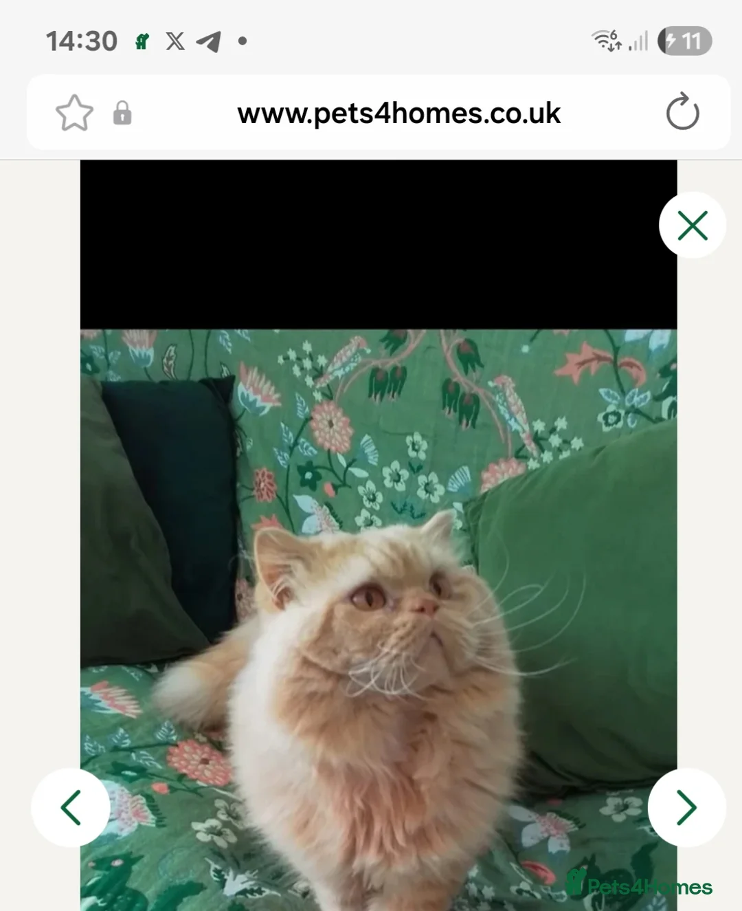 British Shorthair cats for sale: British shorthair kittens - Advert 7