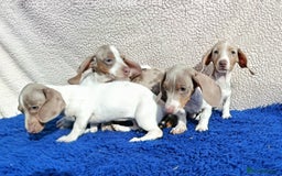 Dachshund dogs for sale: FULLY VAC RAINBOW MINI DAXI PRA CLR KC REG - Image 10
