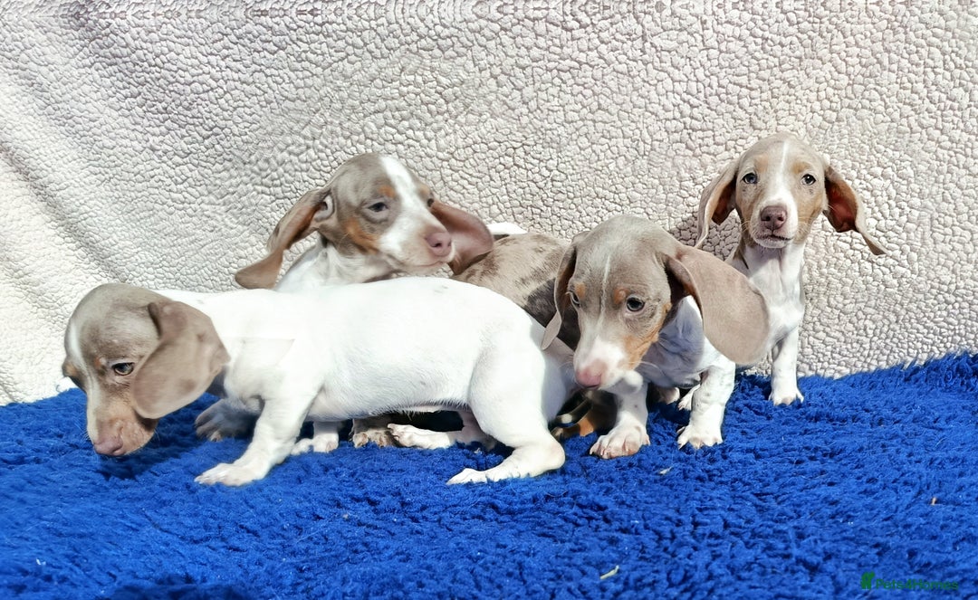 Dachshund dogs for sale: FULLY VAC RAINBOW MINI DAXI PRA CLR KC REG - Image 10