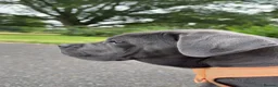 Cane Corso dogs for sale: Beautiful blue cane corso female - Advert 9
