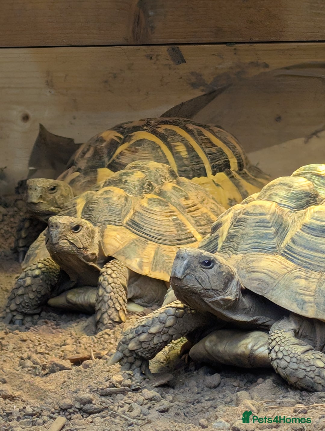 Tortoise reptiles for sale: Breeding Pair of 5 Tortoises 4 Female 1 male  in Ruislip - Image 7