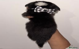 Welsh Corgi Pembroke dogs for sale: Welsh Pembroke corgis  - Image 10