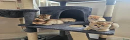British Shorthair cats for sale: British golden kitten - Advert 4