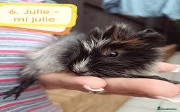 Guinea Pig rodents for sale: Abyssinian female guinea pigs for sale  - Image 5