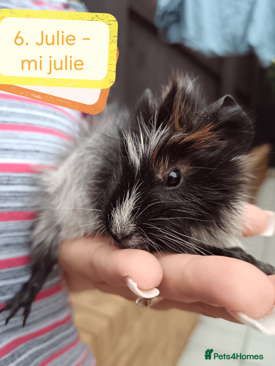 Guinea Pig rodents for sale: Abyssinian female guinea pigs for sale  - Image 5